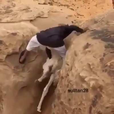 This man helped trapped baby camel get back safely to its mom.