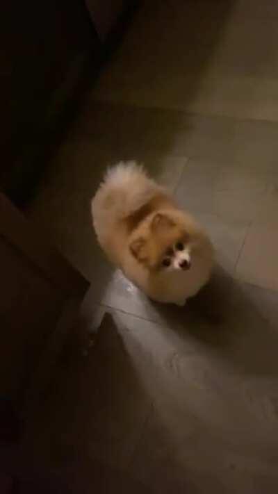 StaRVINg PoMeraNIAN fORcEd TO daNCE for cRUeL oWnEr