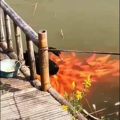 Feed us kind Swan😻😻❤️