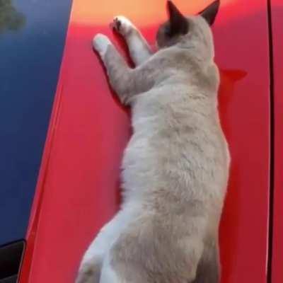 Cat Sleeping on Sports Car Gets Startled by Human with SFX
