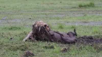 Determined Lion digging a warthog out of its burrow