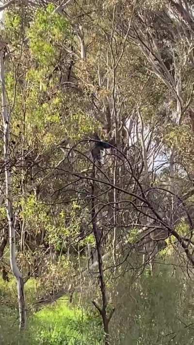 Who are these Myna (?) birds harassing and why?