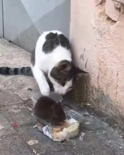 Наглость - второе счастье