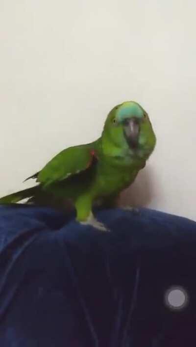 this pigeon better STAN!!