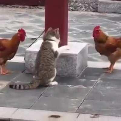 Poor cat just wanted to have a nap