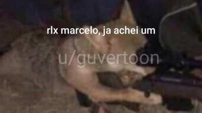 Rex bom de mira (original)