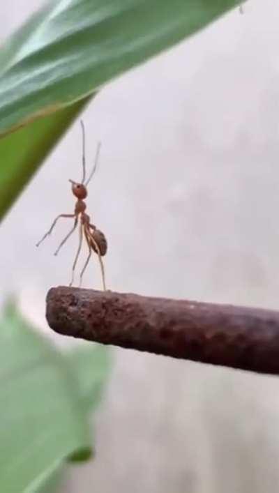 Пацаны ну вы куда?