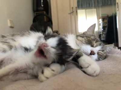 i’m here to give my boyfriend’s cats the love they deserve