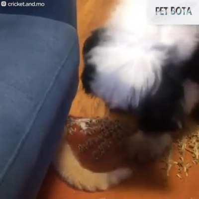 Cat sneaks over the fence every day to visit his favorite neighbor