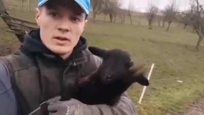 Kroat lamb💯💯😎🤟