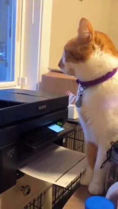 Cats really be scared of everything 😭😭😭