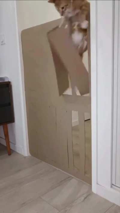 Orange dudes can't be experimented on🐾