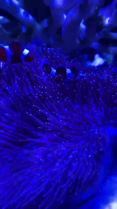 Clowns hosting a toadstool