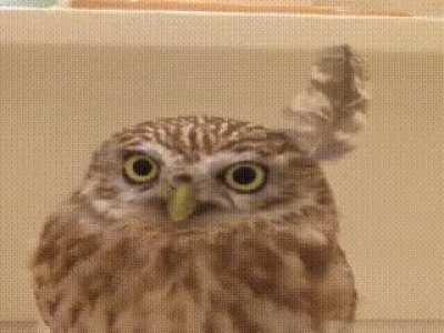 oWl gEtS fUcKiNg StAbEd In ThE hEaD