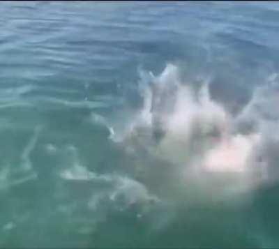 How to catch a seagull?