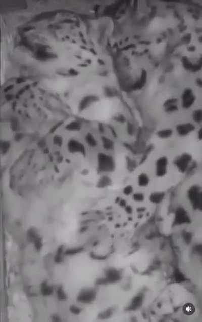 Snow leopards cuddling together