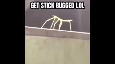 Just a normal meme nothing odd here