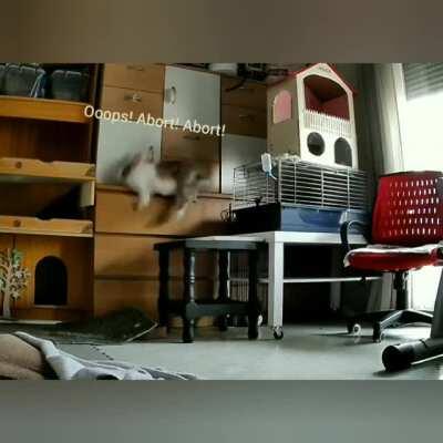 [REQUEST] Can someone ad an explosion to this bun falling off the dresser?