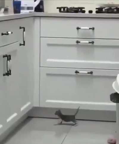 There's no shame in failure, only in not trying.