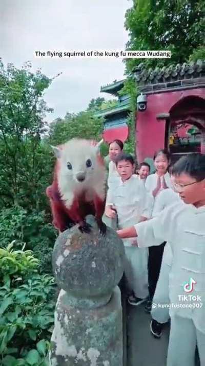 The red and white giant flying squirrel (Petaurista alborufus) is WAY bigger than I realized! 