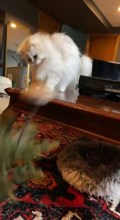 Didn't know she was such a Grinch till we started decorating