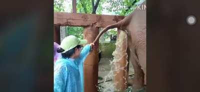 Constipated Elephant/Regretful Animal Handlers (video cred in comments)