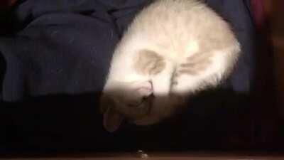 Tiny Tula’s sleepy beeps 🥰