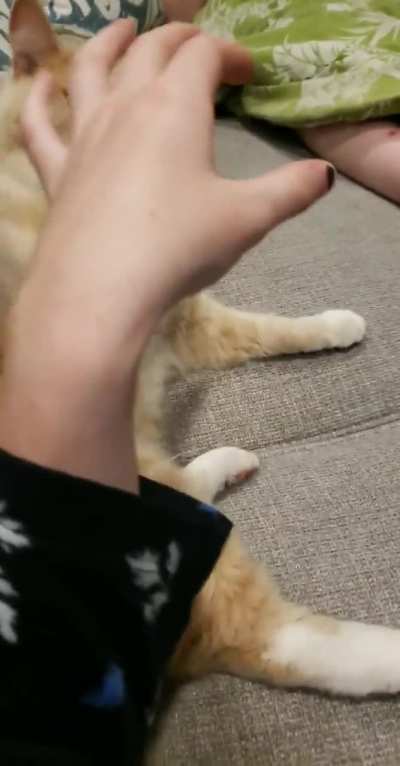 The best perfectly cut scream I have of me with my cat