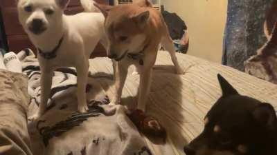 Just for giggles 😂