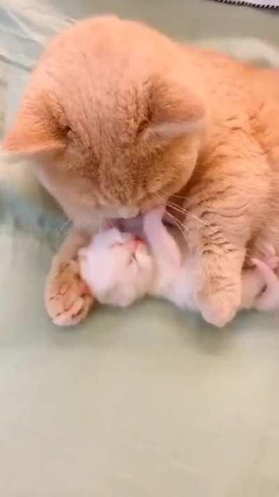 Baby kitten and momma