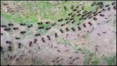 A termite track (top) and an ant track (bottom), each protected by its column of soldiers who face each other without attacking.