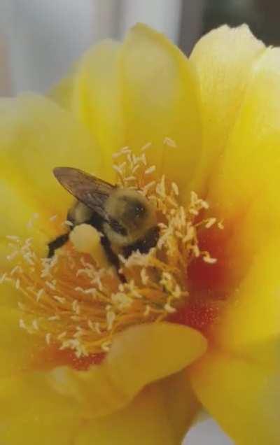 Buzz Buzz! Mother Fucker