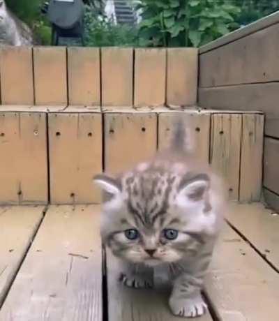 Fool me once, fool me twice but not the third time