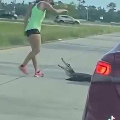 This is NOT how to get an Alligator out of the road.