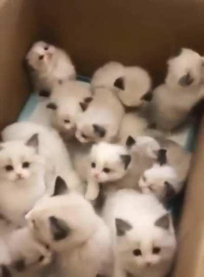 A box full of smol criminals