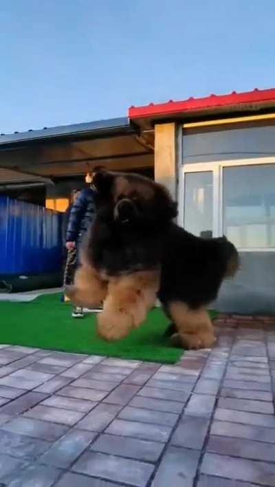 el perro llamado satanas queriendo hacer amigos pero le tienen miedo por su tamaño, no muerde