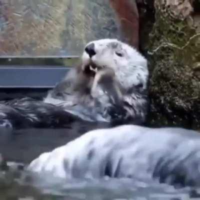 Otters keeping clean in the water