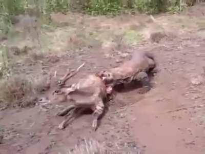Deer screams while Komodo Dragon eats it alive