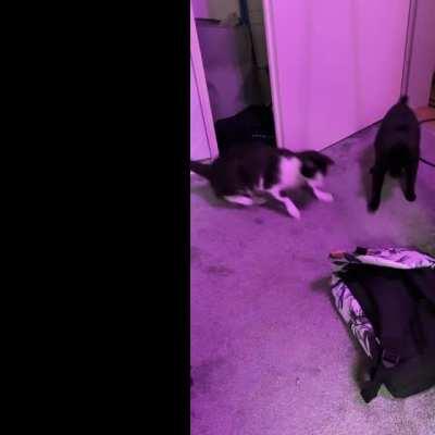 This masterpiece is called “The Idiot Brothers and the New Backpack”