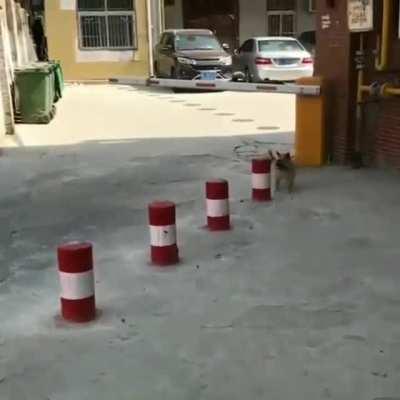 HMK while I do a stunts.