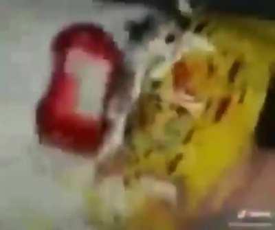 Vai um cachorro quente?