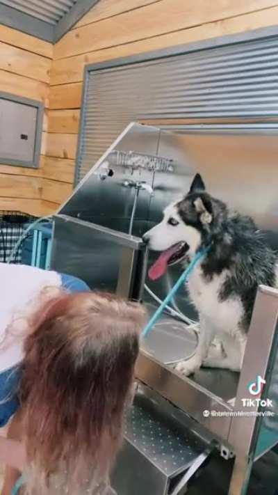 Thought you guys would appreciate this :P (Not mine credit to Sabrenahnetterville on Tik Tok)