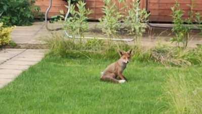 Kit loving the kitty catnip!