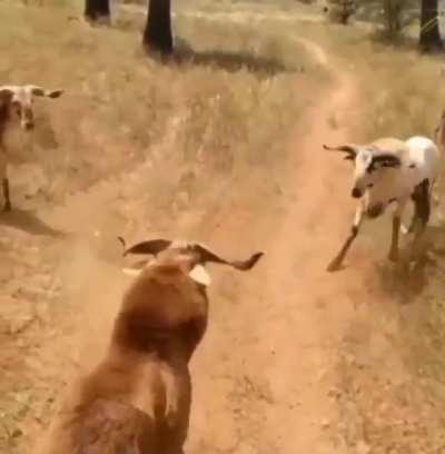 No clear winner after many head-butts