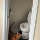 I finally caught my roommates cat using the toilet! I’ve been assuming my roommate was the one not flushing.