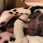 You can see the regret in her face