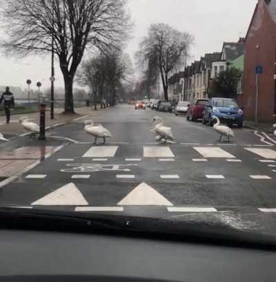 🚶🚦 Animals Crossing The Street 🚦🚶