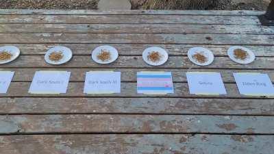 I did 'Which From Game Is Best?' round 2 because some people accused me of cheating with the meal worms. There, you can see I gave them all equal piles and included King's Field. This should be definitive.