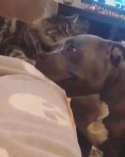 Smooches from his fren makes him very happy