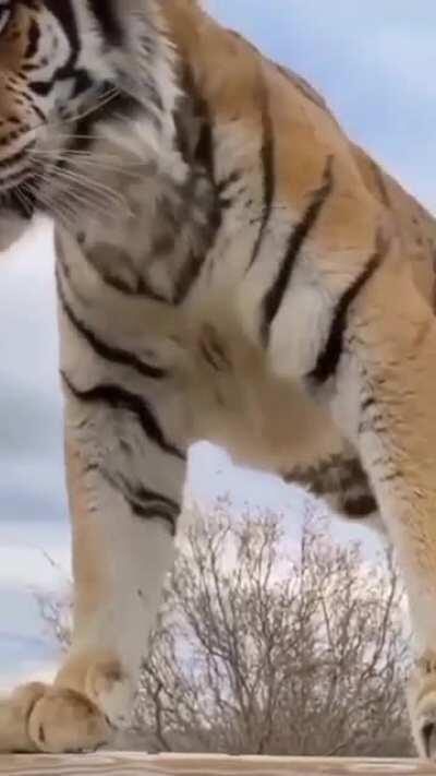 A good stretch does a body good